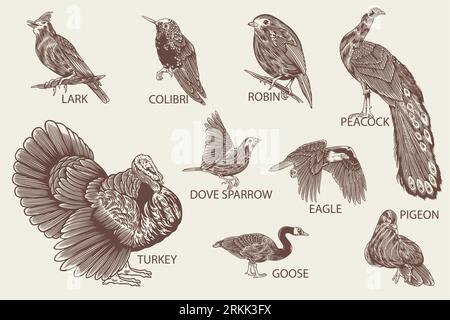 Bird species hand drawn set in vintage style. Vector landscape collection of wild bird lark, pigeon, eagle, colibri, robin, peacock, dove, turkey, goo Illustrazione Vettoriale