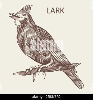 Lark Bird disegnato a mano in stile vintage. Un uccello di primavera seduto sul ramo. Natura, uccelli selvatici, concetto animale. vecchia illustrazione vettoriale retrospettiva. Lineare en Illustrazione Vettoriale