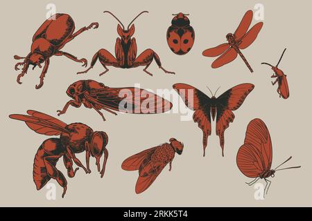 Grande set di insetti volanti con molte specie in vecchio stile disegnato a mano con illustrazioni incise. Scarabei, farfalla, zanzara, cicada, orchi Illustrazione Vettoriale