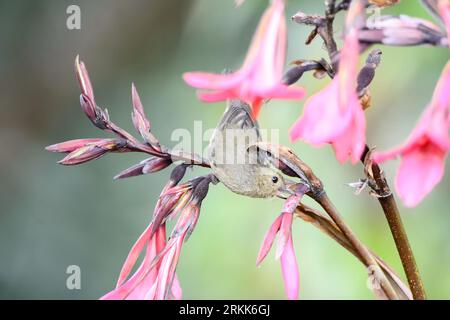 Un flwerpiercer slatoso usa il suo becco specializzato per forare la base di un fiore per arrivare al nettare, che si mette in giro con la sua lingua a punta di pennello. Foto Stock