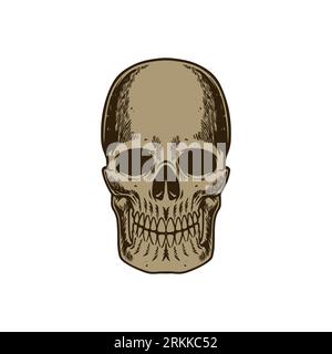 Hand drawn sketch of human skull vintage engraved style isolated on white background. Vector illustration for posters, decoration and print. Detailed Stock Vector