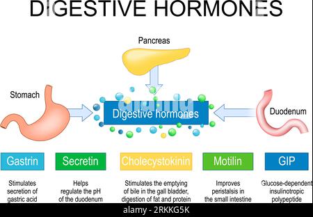 Digestive hormones. Human internal organs Pancreas, Stomach and Duodenum like part of endocrine system. Gastrointestinal hormones gastrin, cholecystok Stock Vector