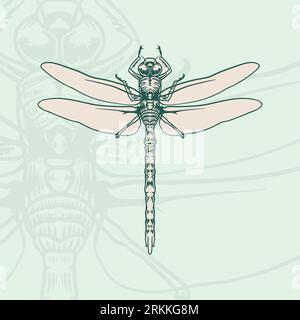 Hand drawn doodle sketch of dragonfly graphic illustration. Illustrazione Vettoriale