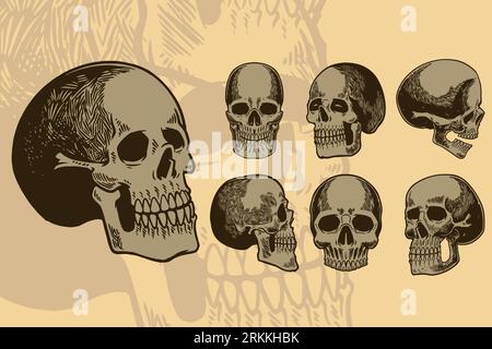 Human skull set. Skeleton head anatomy ink hand drawn engraving line art stock vector vintage illustration. Graphic sketches of skull in decorative re Illustrazione Vettoriale