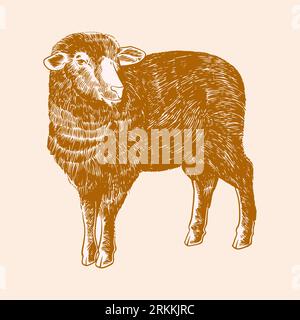 Sheep engraving sketch in old vintage style isolated on white background. Vector retro illustration drawn by hand Stock Vector