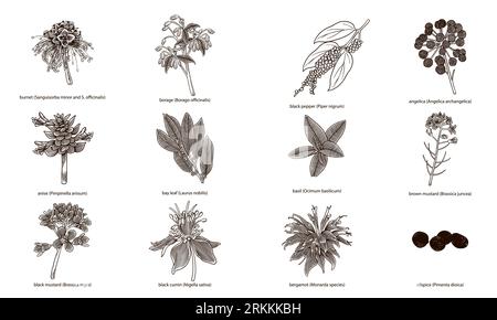 Set di erbe e spezie disegnate a mano isolate su sfondo bianco Illustrazione Vettoriale