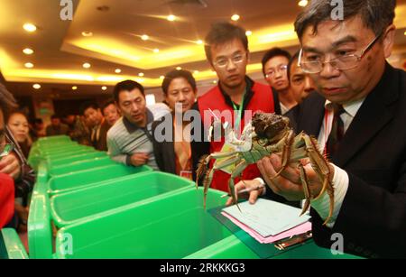 Bildnummer: 56253872 Datum: 06.11.2011 Copyright: imago/Xinhua (111106) -- SHANGHAI, 6 novembre 2011 (Xinhua) -- un esperto di acquacoltura eleva un granchio durante il 5 ° Fengshou Cup National River Crab Contest a Shanghai, Cina orientale, 6 novembre 2011. Più di 40 imprese di allevamento di granchi hanno inviato circa un migliaio di granchi per competere per il re e la regina del granchio dell'anno e altri premi. (Xinhua/Pei Xin) (zkr) CHINA-SHANGHAI-CRAB-CONTEST(CN) PUBLICATIONxNOTxINxCHN Wirtschaft Krebs Flusskrebs Tiere Wettbewerb xns x0x 2011 quer 56253872 Data 06 11 2011 Copyright Imago XINHUA Shanghai Nov 6 2011 XINHUA Foto Stock