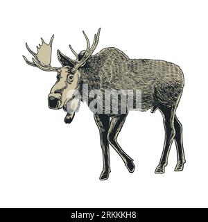 Alce disegnate a mano incise isolate su sfondo bianco. Inchiostro nero a mano libera in stile retrò con stampa retrò. Illustratore Vector vintage Illustrazione Vettoriale