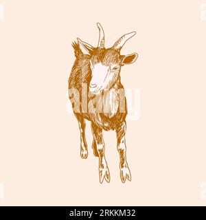 Vector image of a goat's in the style of vintage engraving sketch. Farm animal icon isolated on white background. Vector illustration Stock Vector