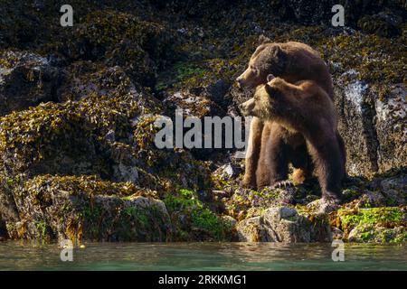 Orso grizzly di accoppiamento maschio e femmina (Ursus arctos horribilies guardando verso un altro orso grizzly di avvicinamento maschio vicino a Glendale Cove in bea Foto Stock