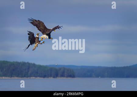 Due aquile calve (Haliaeetus leucocephalus) che combattono per le aringhe in volo di fronte a Alert Bay (Yalis), Namgis First Nations, First Nations Terr Foto Stock