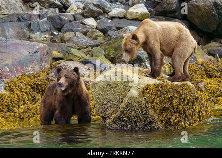 Orso grizzly maschio e femmina (Ursus arctos horribilies) che si nutrono lungo la bassa marea vicino a Glendale Cove in Knight Inlet, territorio delle prime Nazioni, T. Foto Stock