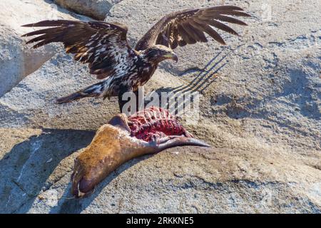 Juvenile Bald Eagle (Haliaeetus leucocephalus) feasting on parts of a Stellers sea lion in the Broughton Archipelago, First Nations Territory, Traditi Stock Photo