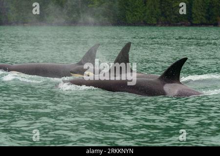 Pod of Biggs Killer Whales (Orcinus orca), T046B in viaggio a Knight Inlet, territorio delle prime Nazioni, territori tradizionali del Kwakwaka'wakw Foto Stock