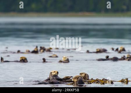 Una zattera di lontre di mare (Enhydra lutris) che si gode un riposo nel santuario del fiume Nimpkish di fronte a Alert Bay (Yalis) al largo della parte settentrionale dell'isola di Vancouver, Fir Foto Stock