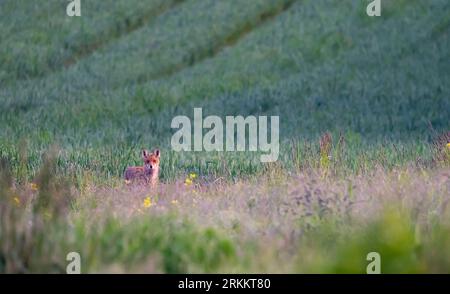 Fox e Rabbit/Hare Foto Stock