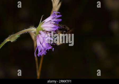 Bombus bohemicus Family Apidae genere Bombus Gypsy cuckoo bumblebee Bohemian cuckoo bumblebee Wild nature insetto carta da parati Foto Stock