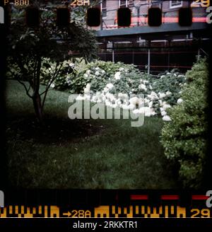 Una fila di ortensie sul terreno di un condominio nel quartiere Chelsea di New York nel luglio 2023. (© Richard B. Levine) Foto Stock