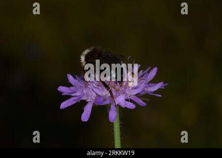 Bombus bohemicus Family Apidae genere Bombus Gypsy cuckoo bumblebee Bohemian cuckoo bumblebee Wild nature insetto carta da parati Foto Stock