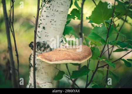 Il gelso di betulla cresce sulla betulla Foto Stock