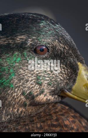 Le anatre Mallard hanno bellissimi occhi bruniti e qui c'è un primo piano di una Foto Stock