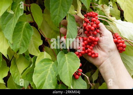 magnolia cinese, citronella cinese. Un ciuffo di bacche di citronella, cibo biologico. Il concetto di piante medicinali restauranti. Foto Stock