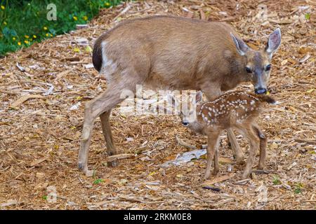 Cervo dalla coda nera appena nato con il suo fawn nel giardino "The Artists Point", Hyde Creek, Northern Vancouver Island, First Nations Territory, Tradition Foto Stock