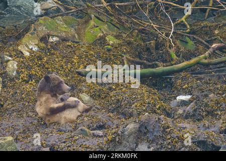Grizzly sopporta la mamma che allatta i suoi due cuccioli (coy) di circa 3-4 mesi in Knight Inlet, primo territorio delle Nazioni, territori tradizionali del Kwakwaka'wakw Foto Stock