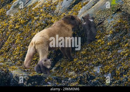 Grizzly sopporta la mamma con due cuccioli (coy) di circa 3-4 mesi che escono dalla foresta in Knight Inlet, territorio delle prime Nazioni, territori tradizionali di Foto Stock