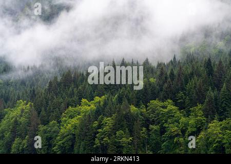 Alberi di pino nel paesaggio nebbioso lungo la crociera Inside Passage, Vancouver Island, British Columbia, Canada. Foto Stock