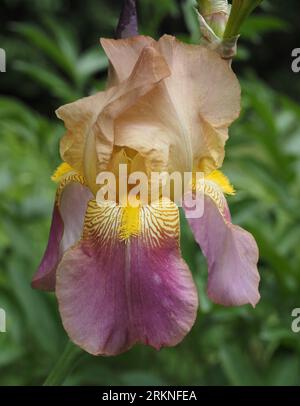 Iris 'Ramses' - fiore di Iris con barba alta (pesca, viola e giallo di colore) - fioritura di primavera. Nome scientifico: Iridaceae. Foto Stock