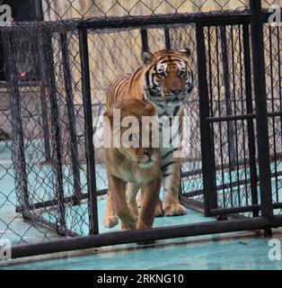 Bildnummer: 57119942  Datum: 28.02.2012  Copyright: imago/Xinhua (120228) -- NANJING, Feb. 28, 2012 (Xinhua) -- A male tiger and a female lion, who are the parents of two ligers, are seen in Yancheng Wildlife park in Changzhou of east China s Jiangsu Province, Feb. 28, 2012. African lion Mary (L) gave birth to two ligers and a lion on Dec. 26, 2011. One liger died soon after the birth. The two-month-old liger who survived met with the visitors together with its twinborn brother lion here on Tuesday. (Xinhua/Sun Can) (xzj) CHINA-JIANGSU-CHANGZHOU-LIGER (CN) PUBLICATIONxNOTxINxCHN Gesellschaft T Stock Photo