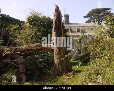 Par, Cornovaglia, Regno Unito - marzo 26 2022: A Tree Fell by Storm Eunice, febbraio 2022, in Tregrehan Garden. Foto Stock