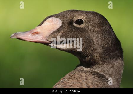 spectacled eider (Somateria fischeri), adulto maschio, ritratto, Paesi Bassi, Gelderland Foto Stock