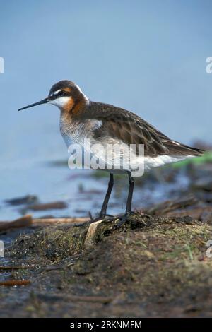 Falarope di wilson (Phalaropus tricolor, Steganopus tricolor), maschio adulto in piumaggio riproduttivo, USA, Utah Foto Stock