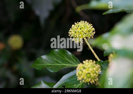 Edera inglese, edera comune (Hedera helix), fioritura, Germania Foto Stock