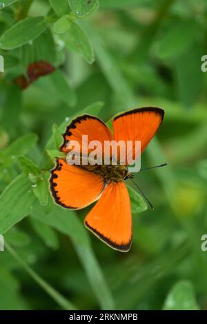 Rame scarso (Heodes virgaureae, Lycaena virgaureae, Chrysophanus virgaureae), vista dall'alto, Germania Foto Stock