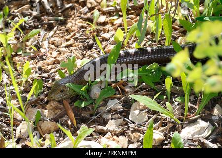 Lucertola di vetro europea, lucertola di vetro corazzata (Ophisaurus apodus, Pseudopus apodus), strisciante, Croazia Foto Stock