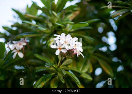 Fiori di Plumeria rosa che fioriscono in un albero a Kaanapali, Maui, Hawaii Foto Stock