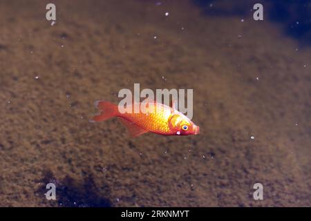 Pesce rosso, carpa comune (Carassius auratus), pesce morto in uno stagno di giardino, Germania Foto Stock