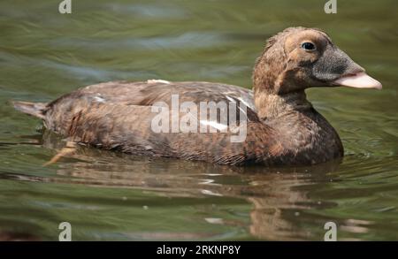 Eider spectacled (Somateria fischeri), maschio adulto in eclissi che nuota in cattività, visto dal lato, Paesi Bassi, Gelderland Foto Stock