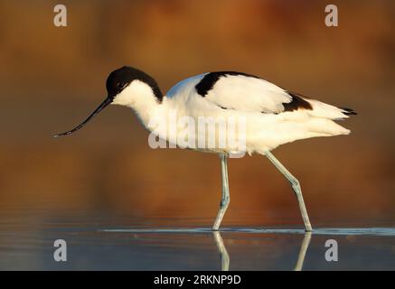 pied avocet (Recurvirostra avosetta), guado in acque poco profonde, Francia, Hyeres Foto Stock