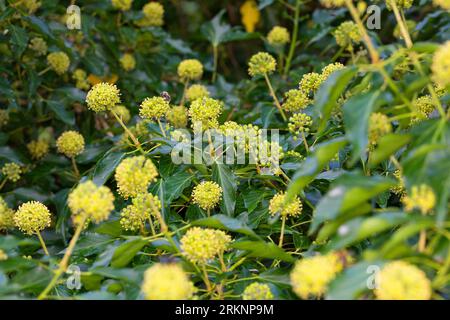 Edera inglese, edera comune (Hedera helix), fioritura, Germania Foto Stock