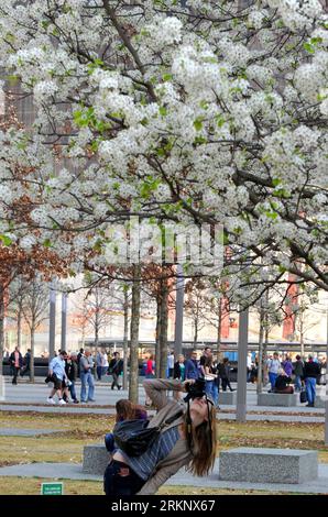 Bildnummer: 57607601 Datum: 20.03.2012 Copyright: imago/Xinhua (120322) -- NEW YORK, 22 marzo 2012 (Xinhua) -- Una donna scatta foto del Survivor Tree al World Trade Center di New York 20 marzo 2012. L'albero di pera callery, recuperato dalle macerie degli attentati dell'11 settembre, è stato rimesso in salute e repiantato al National September 11 Memorial. (Xinhua/Wang lei) (zx) U.S.-NEW YORK-WTC-SURVIVOR TREE PUBLICATIONxNOTxINxCHN Gesellschaft USA Überlebensbaum Baum blüht Frühling Jahreszeit Ground Zero premiumd xbs x0x 2012 hoch 57607601 Data 20 03 2012 Copyright Imago XINHUA Foto Stock