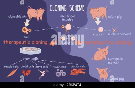 Cloning genetics flat infographic composition with diagram flowchart of pigs blood cell icons and text captions vector illustration Illustrazione Vettoriale