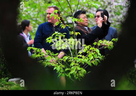 Bildnummer: 57927599 Datum: 23.04.2012 Copyright: imago/Xinhua (120424) -- SAN FRANCISCO, 24 aprile 2012 (Xinhua) -- apprezzare alberi appena piantati in una cerimonia di piantagione di ciliegi a San Francisco, negli Stati Uniti, 23 aprile 2012. La cerimonia della piantagione dei ciliegi si è tenuta qui lunedì per celebrare il 100° anniversario del dono giapponese dei ciliegi in fiore agli Stati Uniti e il 55° anniversario del rapporto di amicizia tra San Francisco e Osaka in Giappone. (Xinhua/Liu Yilin) (lyx) U.S.-JAPAN-CHERRY BLOSSOM-ANNIVERSARY PUBLICATIONxNOTxINxCHN People Politik Baumpf Foto Stock