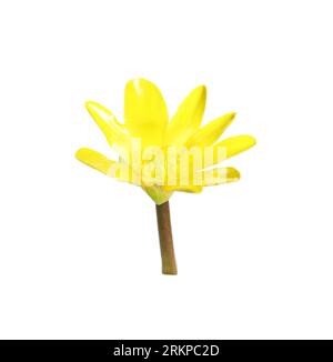 Bellissimo fiore giallo minore celandino isolato su bianco Foto Stock