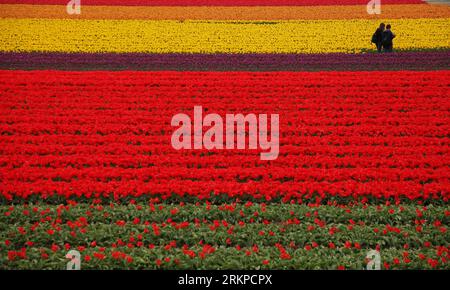 Bildnummer: 57957947  Datum: 29.04.2012  Copyright: imago/Xinhua (120505) -- BRUSSELS, May 5, 2012 (Xinhua) -- Tourists stroll in the tulipland in Keukenhof, Lisse, the Netherlands, April 29, 2012. Keukenhof is the international showcase of Dutch horticulture with an emphasis on bulb flowers. (Xinhua/Yan Ting) NETHERLANDS-KEUKENHOF-SCENERY PUBLICATIONxNOTxINxCHN Gesellschaft Reise x2x 2012 quer  o0 Landwirtschaft, Blume, Tulpe, Feld,     57957947 Date 29 04 2012 Copyright Imago XINHUA  Brussels May 5 2012 XINHUA tourists stroll in The Tulipland in Keukenhof Lisse The Netherlands April 29 2012 Stock Photo