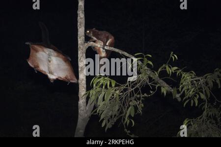 Bildnummer: 57975715  Datum: 02.05.2012  Copyright: imago/Xinhua (120510) -- BEIJING, May 10, 2012 (Xinhua) -- Photo taken on May 2, 2012 shows two red giant fly squirrels on Gaoligong Mountain, southwest China s Yunnan Province. Located on the west bank of Nujiang River in the west of Yunnan Province, Gaoligong Mountain is a renowned deep fracture longitudinal valley. Gaoligong Mountain National Nature Reserve covers a total area of 120,000 hectares with forest coverage of 85 percent. The reserve is about 9 kilometers from the east to the west, and 135 kilometers long. It is characterized by Stock Photo