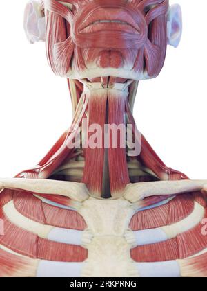 Muscoli del collo, illustrazione. Foto Stock